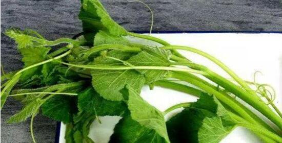 南瓜藤妙用:可食又可药 南瓜藤妙用:可食又可药